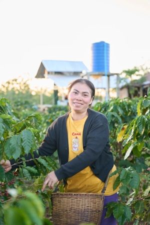 ラオス発の水素焙煎コーヒーがMakuakeに登場！何杯でも飲みたくなるすっきりした後味