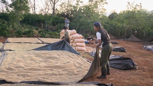ラオス発の水素焙煎コーヒーがMakuakeに登場！何杯でも飲みたくなるすっきりした後味