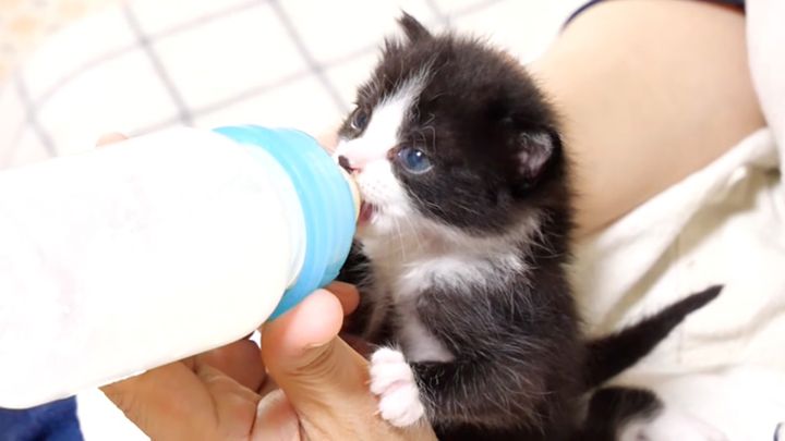 ミルクを飲む子猫