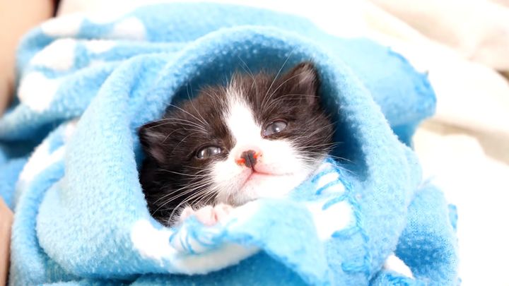 くるくる巻きにされた子猫
