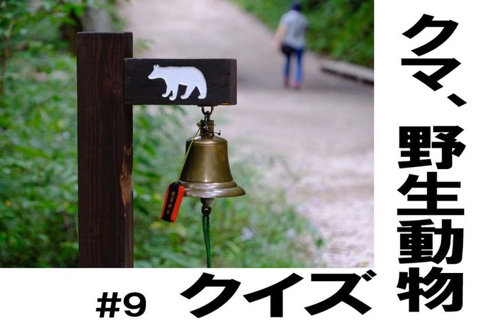 クマの捕獲制限はあるの？【クマ、野生動物クイズ#9】奥深い狩猟免許の世界