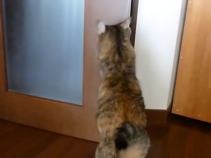 かわいい前足でドアを優しくタッチ