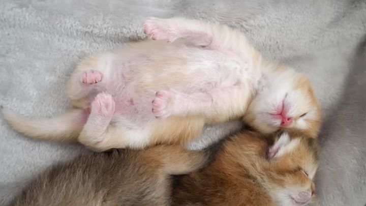 無防備な姿で眠る子猫