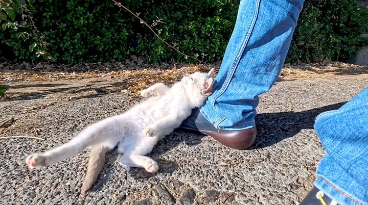 ナデナデアピールする子猫