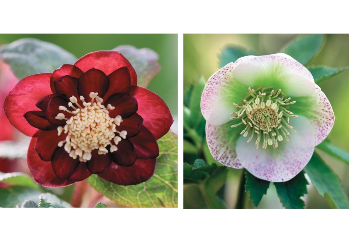 【大木ナーサリー】クリスマスローズ株分け　アトロ系オーレアダークレッド紅 大木ナーサリー】クリスマスローズ株分け アトロ系オーレアダークレッド紅