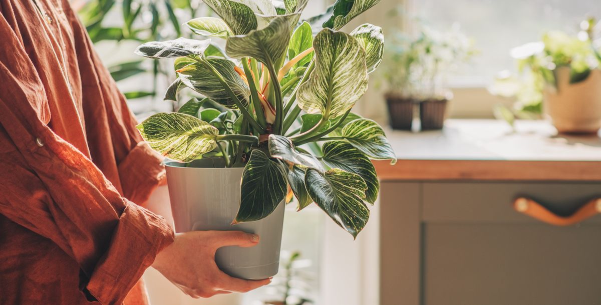 観葉植物の「隔離」で新入りを守る習慣を