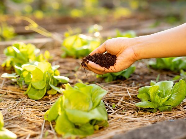 2026年1月★算命学開運術「己丑（きどのうし）」