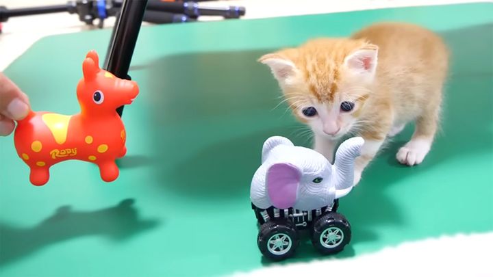 オモチャが気になる子猫