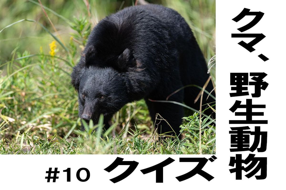 狩猟の基本ルールと趣味としての向き合い方