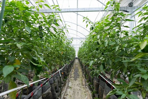 宙炭100％の培地で育てているピーマン