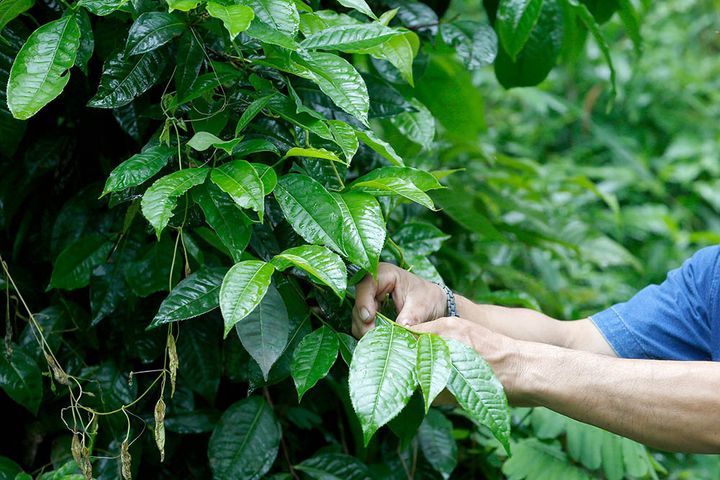 アッサム種のチャノキ