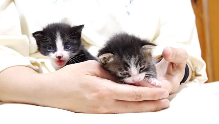 鳴き続ける子猫達