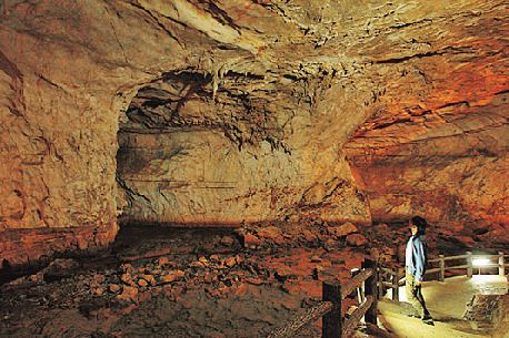 目が退化したヨコエビなど、鍾乳洞ならではの生き物が生息しています