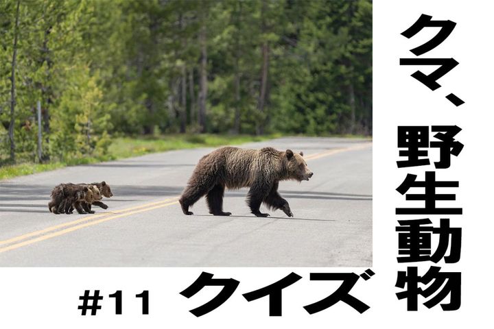 知っておきたい！人畜共通感染症の予防法【クマ、野生動物クイズ#11】奥深い狩猟免許の世界