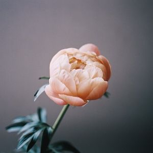 日用品図鑑：フォトグラファー・細谷謙介の愛用する〈papier d'armenie〉紙のお香 etc.