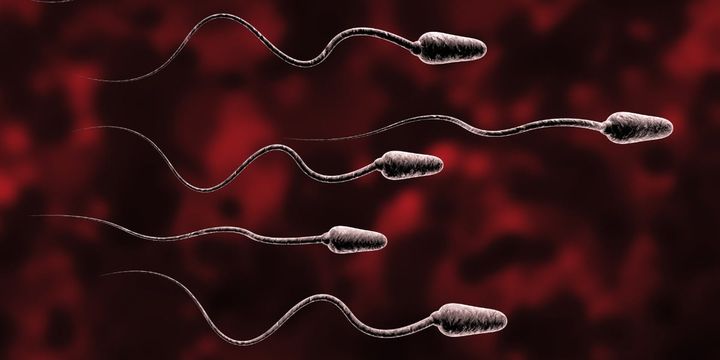 精子も少数精鋭主義が強いときがある