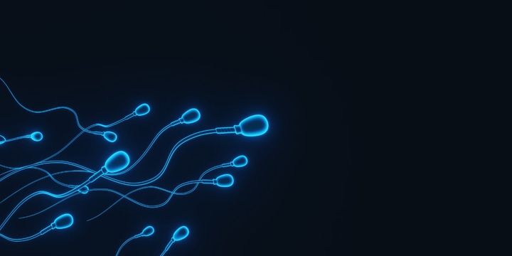 精子の「量で負けて、質で勝つ」逆転劇