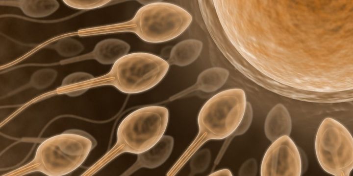 体外受精の妊娠率は「禁欲期間」で変わる――溜めるといいのは本当か？