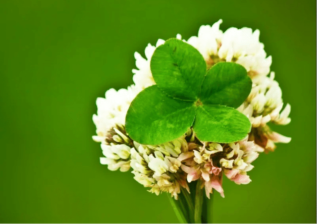 シロツメグサとクローバー