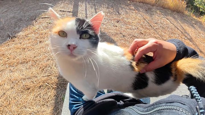 膝の上が好きな猫