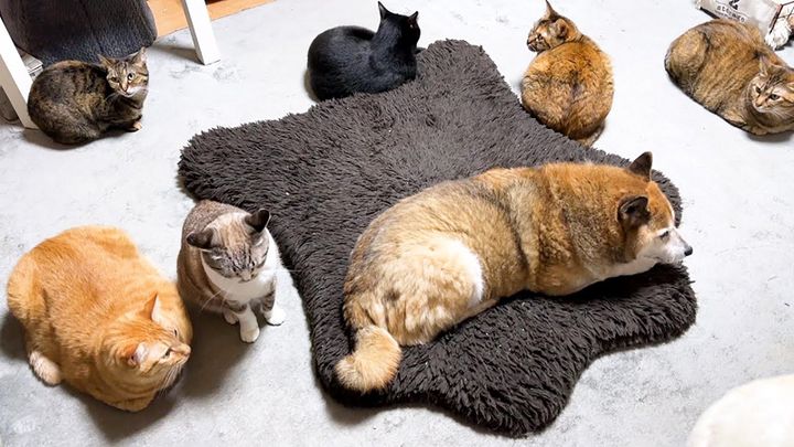 柴犬の周りに集まる猫達