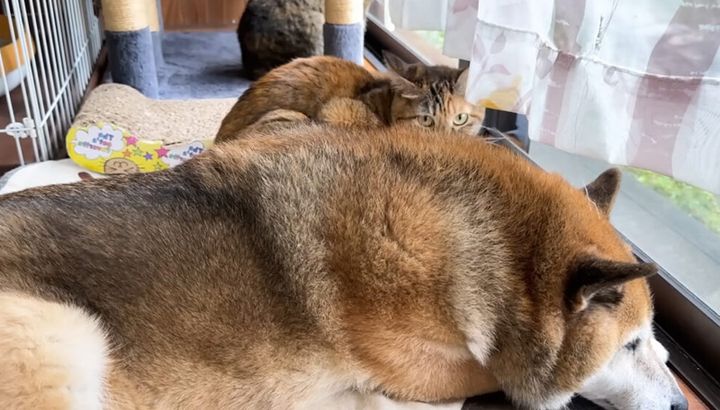 柴犬と過ごす猫