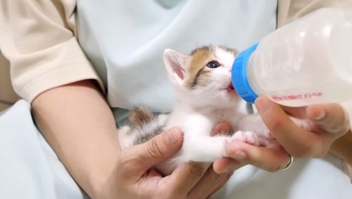 ミルクを飲む子猫