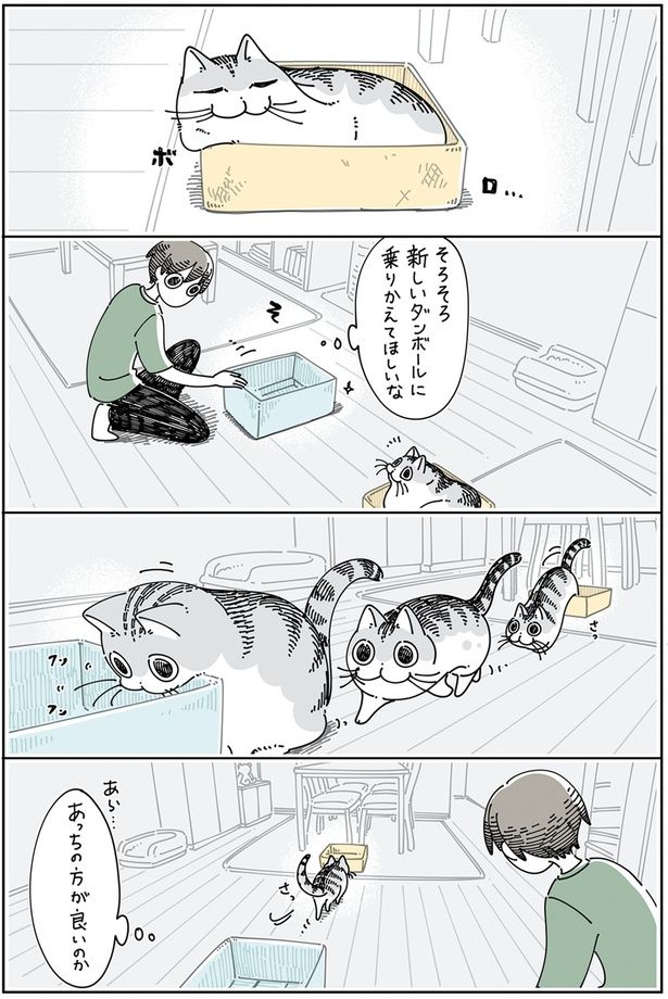 ボロボロダンボール （C）キュルZ／KADOKAWA