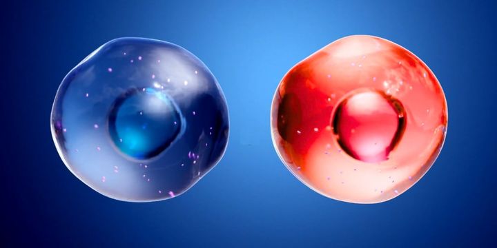 男性細胞と女性細胞が混ざり合っていた殺人被害者――法医学が見つけた“二人分のDNA”