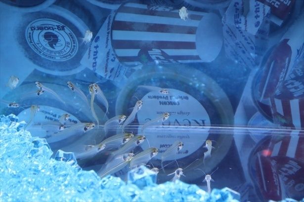 レトロな展示の中を泳ぐ魚たちの不思議な光景が広がる