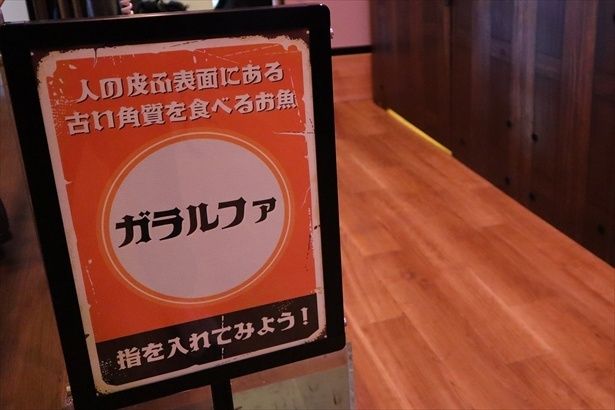 「ドクターフィッシュ」と呼ばれるガラルファの体験展示