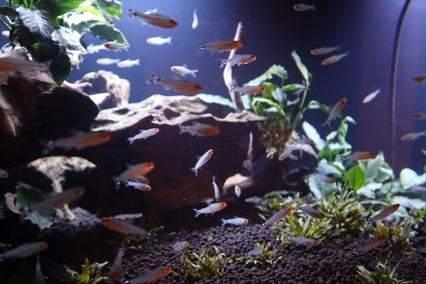 展示には水族館らしい学びの側面も盛り込まれている