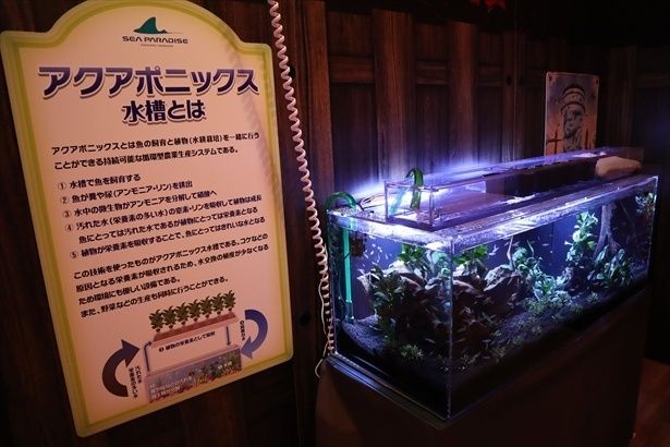 アクアポニックス水槽