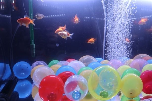 昭和の商店街をイメージした展示に水槽が散りばめられている