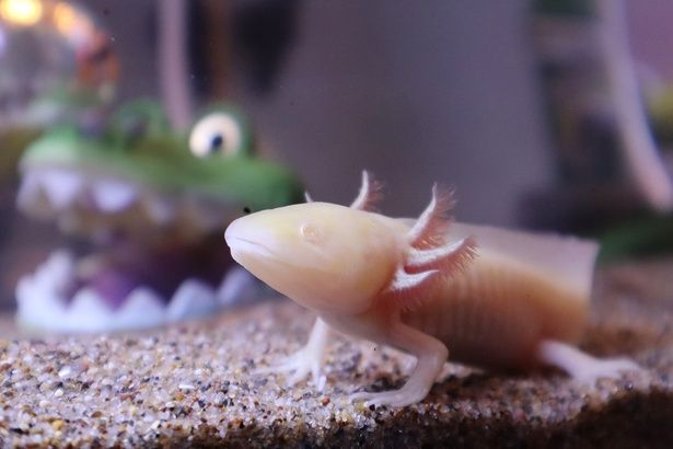 水槽の中でおもちゃとともにウーパールーパーが展示されている