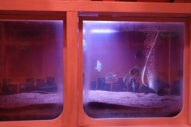 あたかもバスの車窓に魚が泳ぐような光景が楽しめる