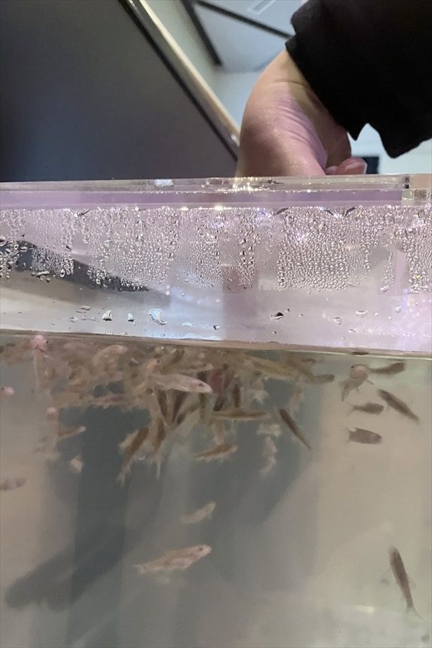 水槽に入れた指に大挙するガラルファ