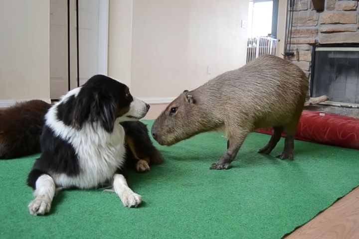 じーっと見つめ合う2匹／出典：Crazy Cody's Creatures