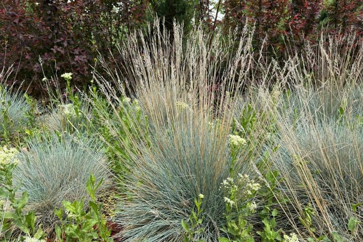 穂が出て葉色が変化した状態