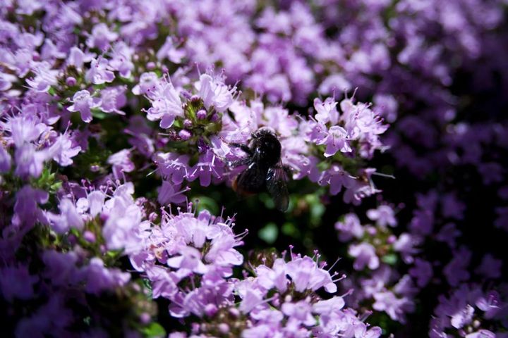 4～6月に咲くタイム・ロンギカウリスの花