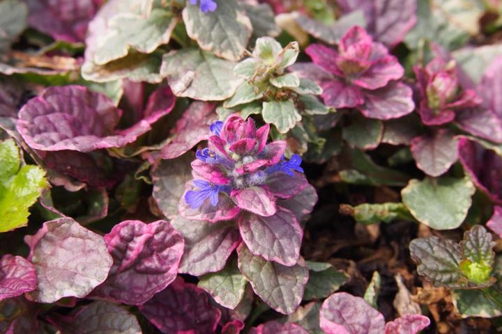 アジュガ・レプタンス‘マルチカラー’