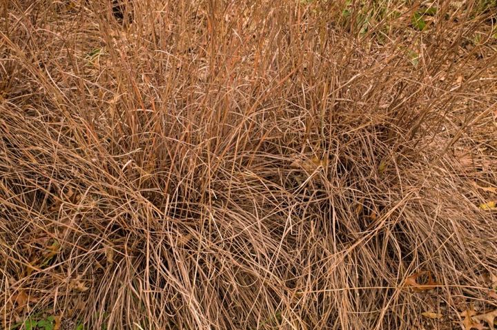 カレックス‘ブロンズカール’