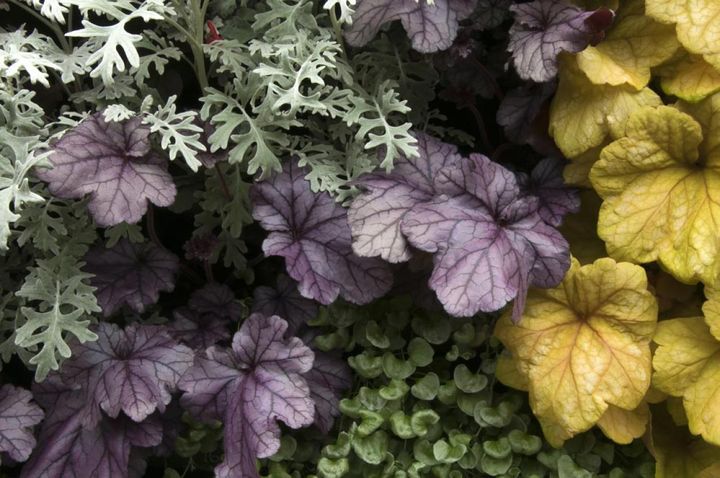 ヒューケラにディコンドラなどで多層的な組み合わせ