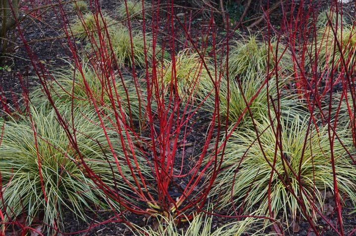 赤い樹皮のサンゴミズキと引き立て合うフェスツカ