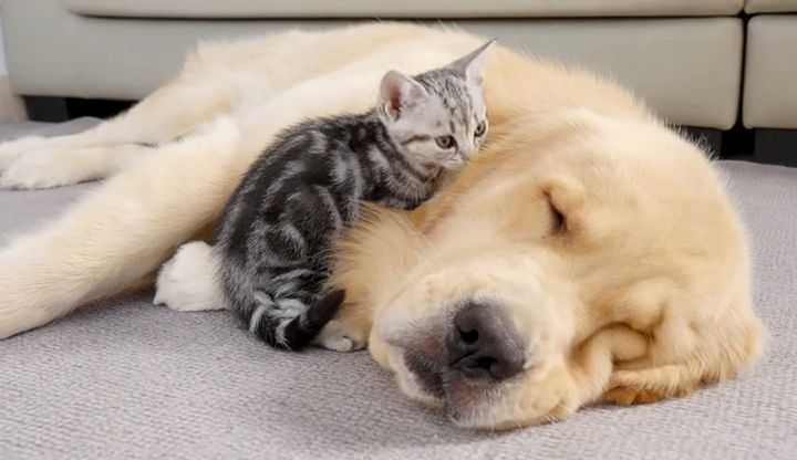 ゴールデンレトリバーに寄り添う子猫