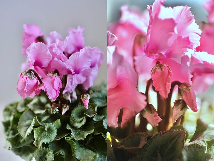 ファルバラローズ