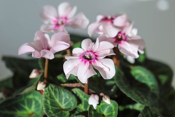 シクラメンイリュージア