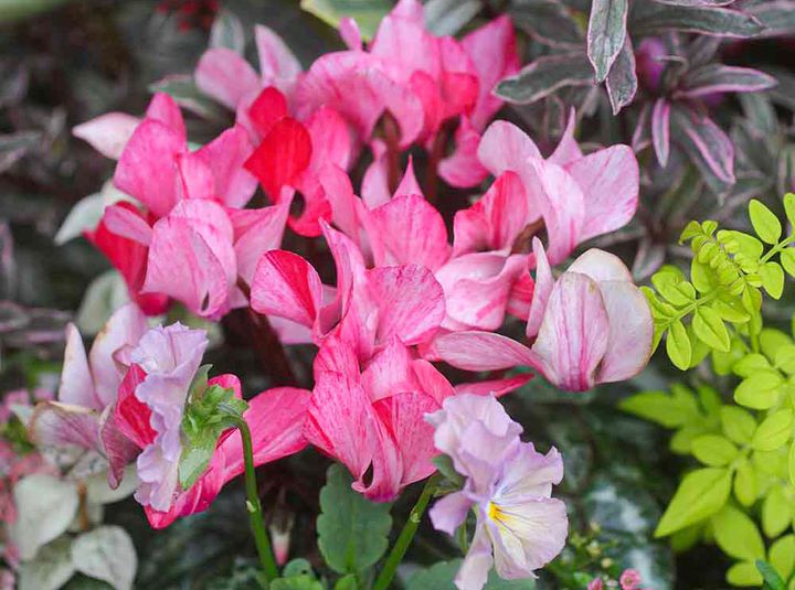 シクラメンクレヨン