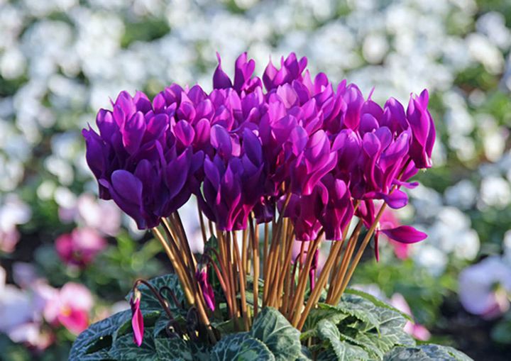 ブルー系のシクラメン