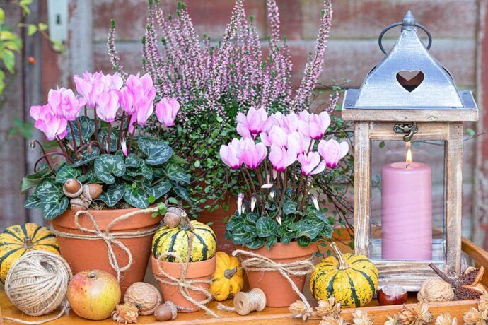 シクラメンの寄せ植え